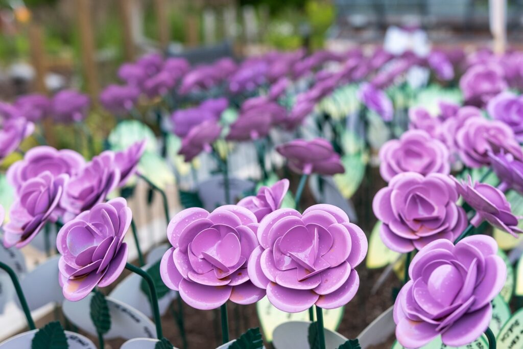 A close-up of the lilac Rose to Remember roses