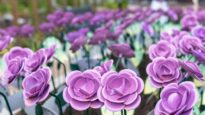 A close-up of the lilac Rose to Remember roses