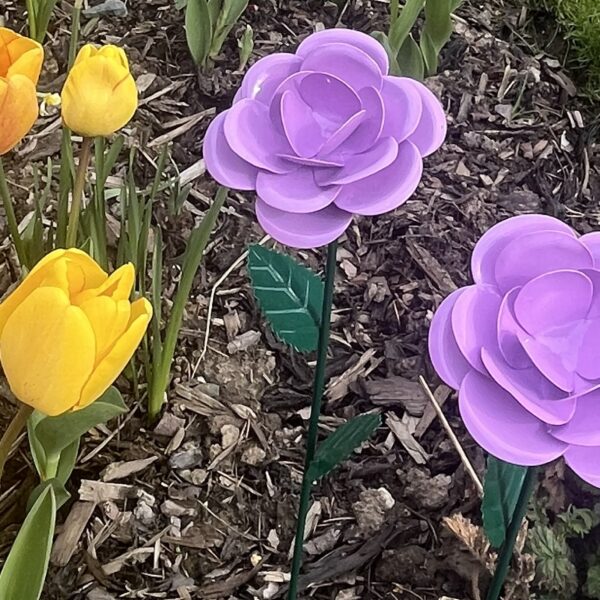 Purple Rose to Remember roses